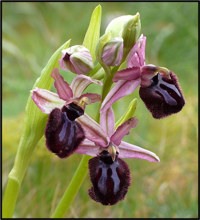 Ophrys sipontensis